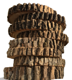 Wood Slices (50)